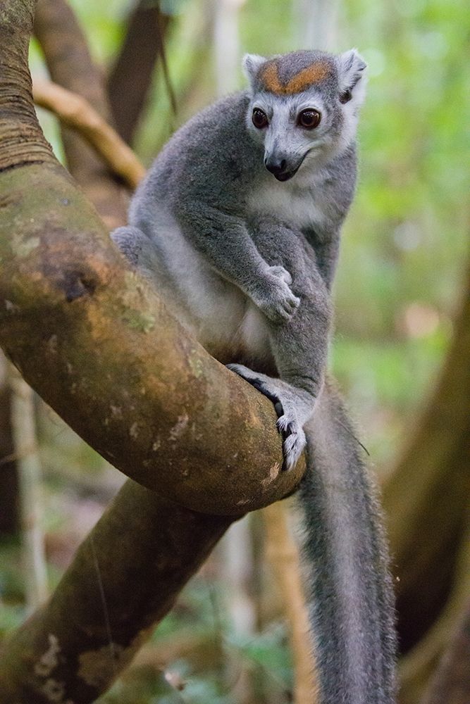 Madagascar-Ankarana-Ankarana Reserve Crowned lemur in a tree art print by Inger Hogstrom for $57.95 CAD